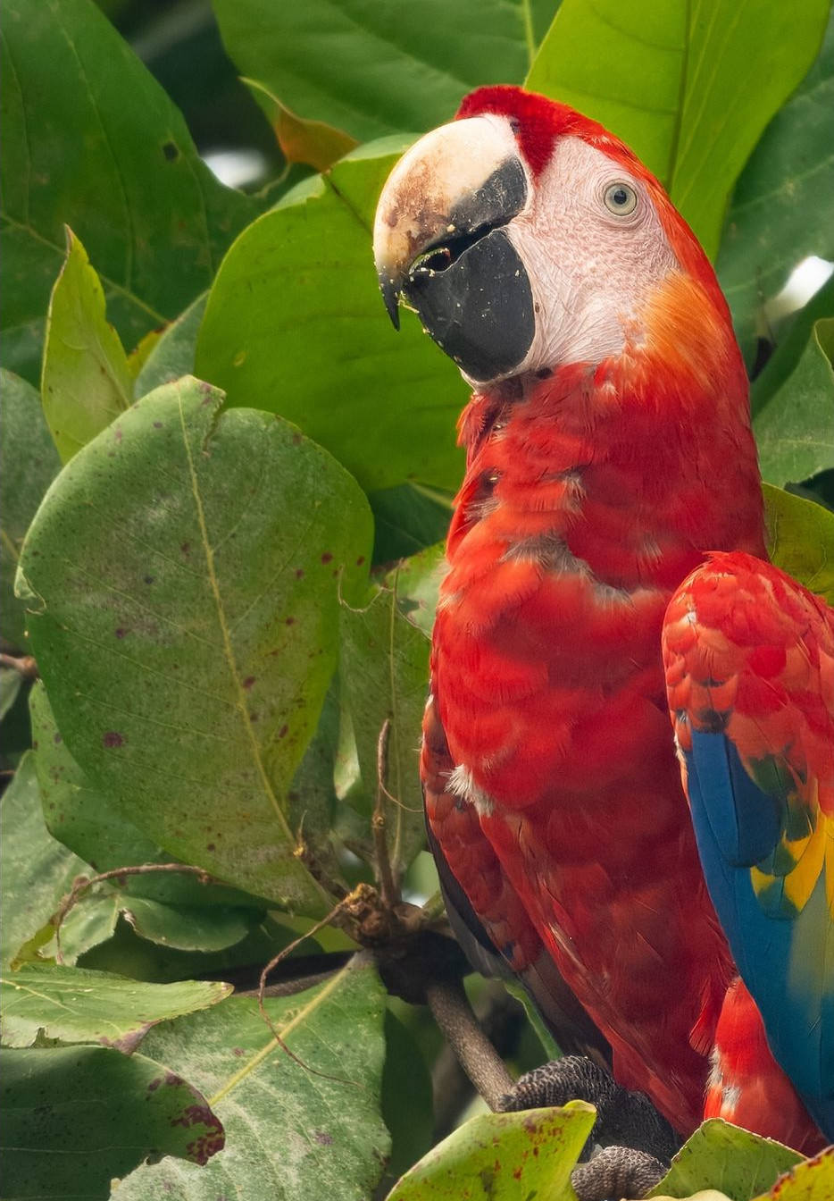 Scarlet Macaw